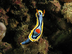 chromodoris iochi by Heru Suryoko 
